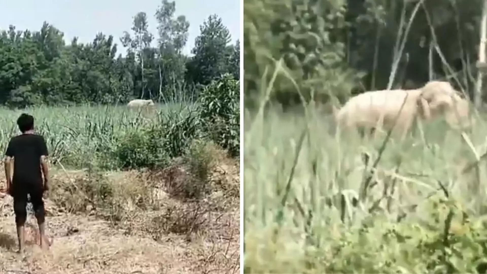 Reel बना रहे शख्स को हाथी ने कुचलकर मार डाला, दर्दनाक वीडियो वायरल