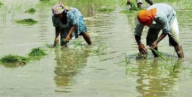 Punjab : गर्मी और धान के मौसम ने बिजली की मांग को सीजन के उच्चतम स्तर पर पहुँचाया