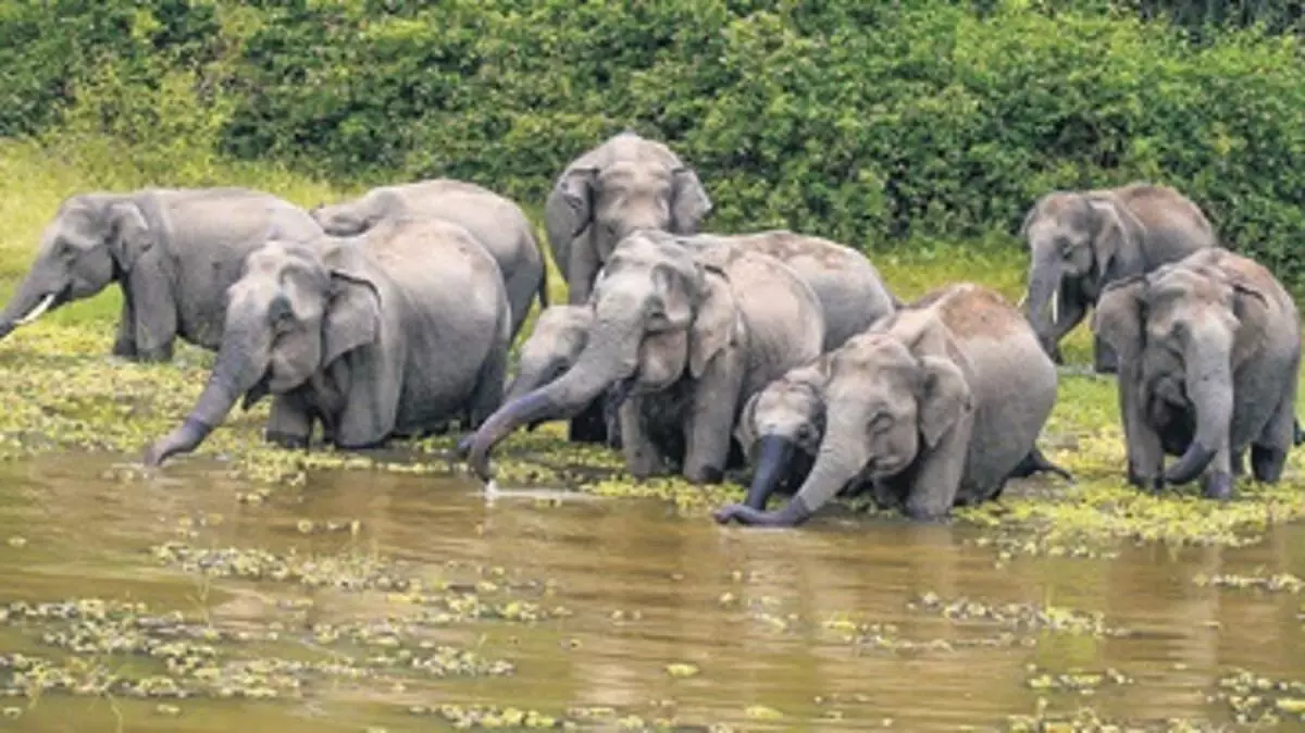 Karnataka News: जलवायु परिवर्तन का असर वन्य जीवन पर भी पड़ रहा