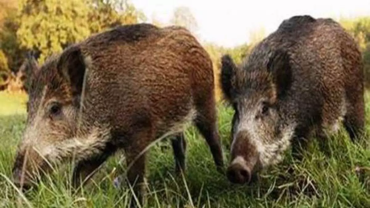 Anuppur : जंगली सुअर कुएं में गिरा , वन विभाग ने बचाई उसकी जान