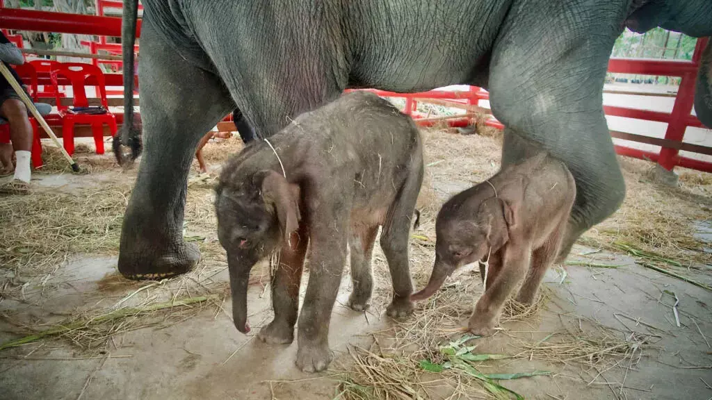 थाईलैंड में दुर्लभ जुड़वां हाथियों का जन्म चमत्कार