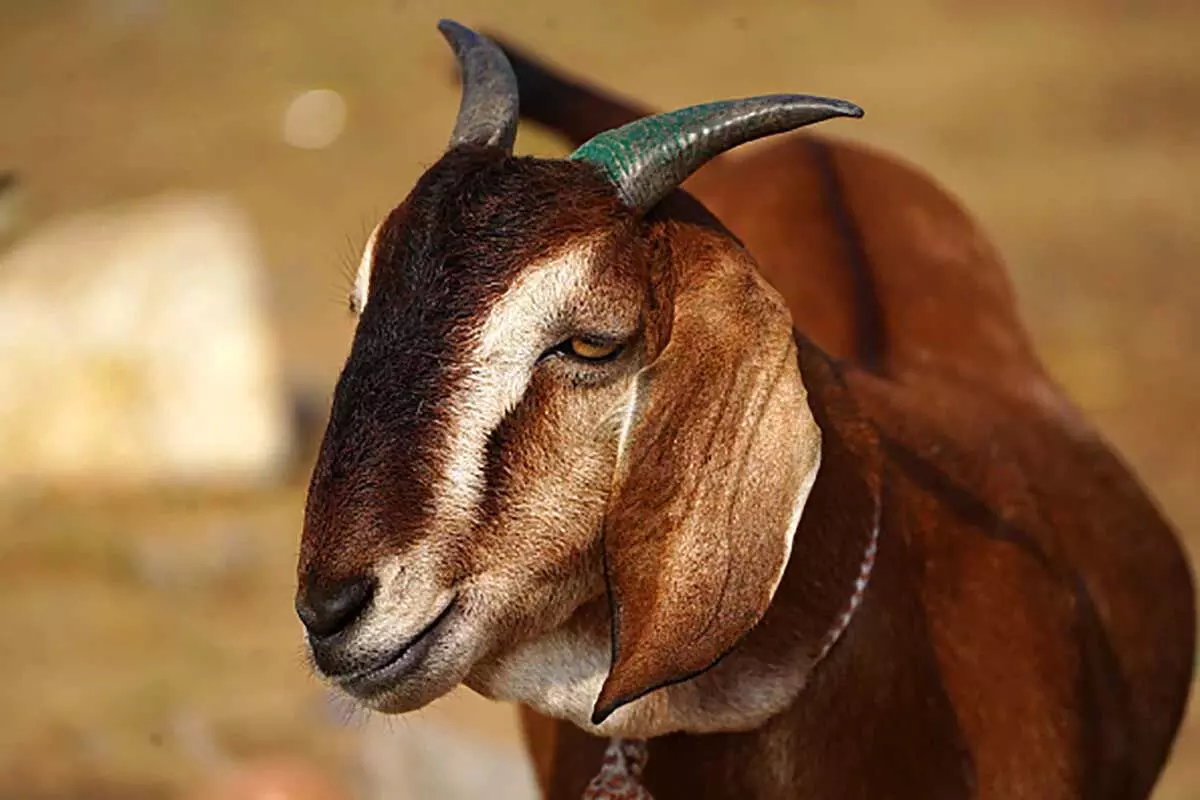 बकरीद को लेकर सजा बाजार, ढाई लाख तक का बकरा उपलब्ध
