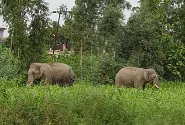 Chandil :  जंगली हाथी ने एक व्यक्ति को कुचला, घायल