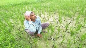 Jind : heatwave का कहर, बागवानों की फसलों को पहुंचा भारी नुकसान