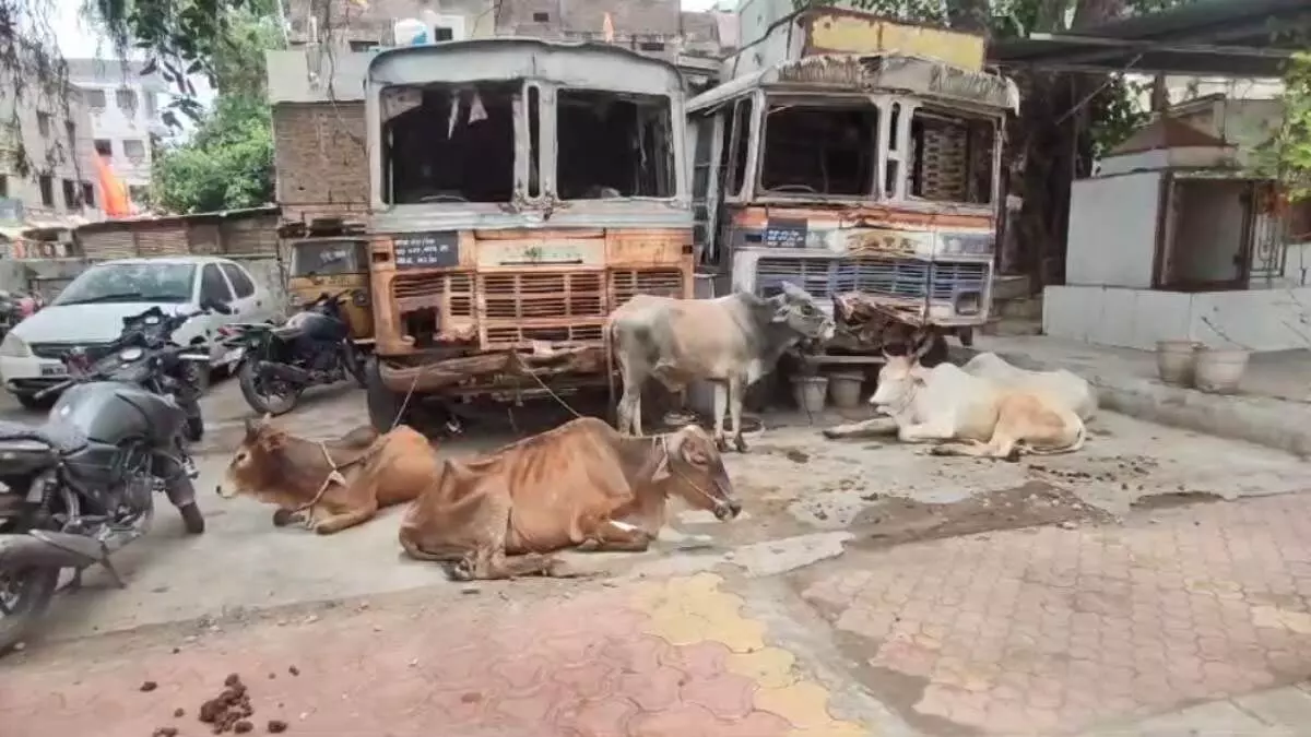 Breaking News: 14 गायों की तस्करी, भाग निकले तस्कर