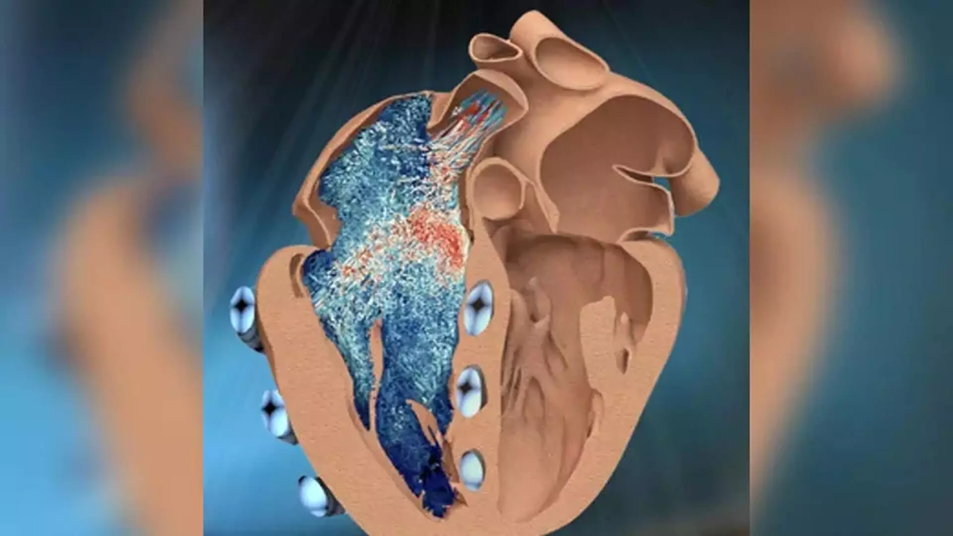 Heart की मांसपेशी कोशिकाओं पर पुनर्योजी प्रभाव डालने में सक्षम प्रमुख वृद्धि कारक की खोज