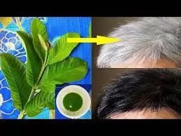 Leaves for black hair: जानिए कौन कौन से पत्ते बालों को काला करने में मदद करते हैं