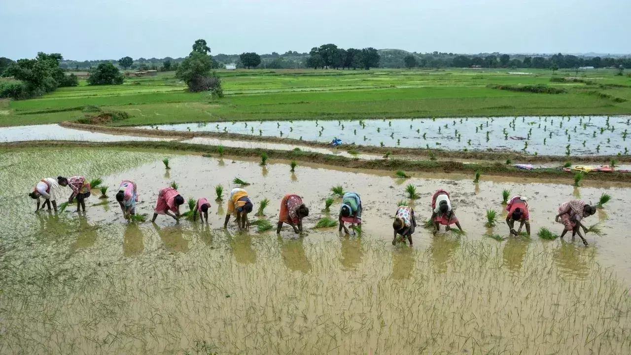 Gopalganj: किसानों को अच्छी खेती के लिए 1113 हजार मिली मीटर से अधिक बारिश की आवश्यकता