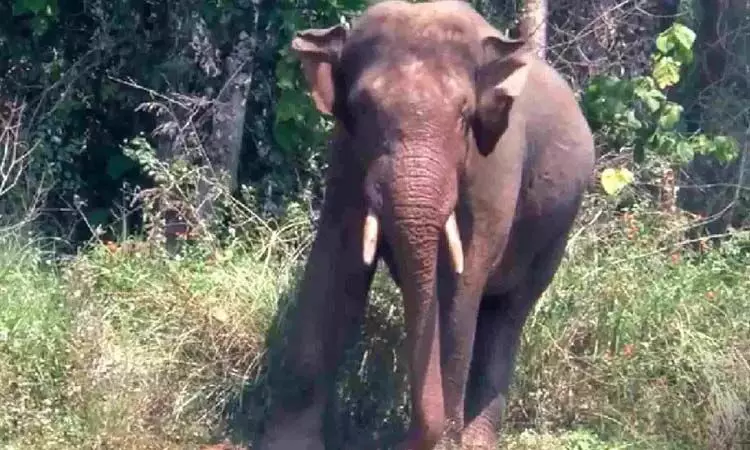 Tamil Nadu: फसल की रखवाली कर रहे किसान को हाथी ने कुचलकर मार डाला