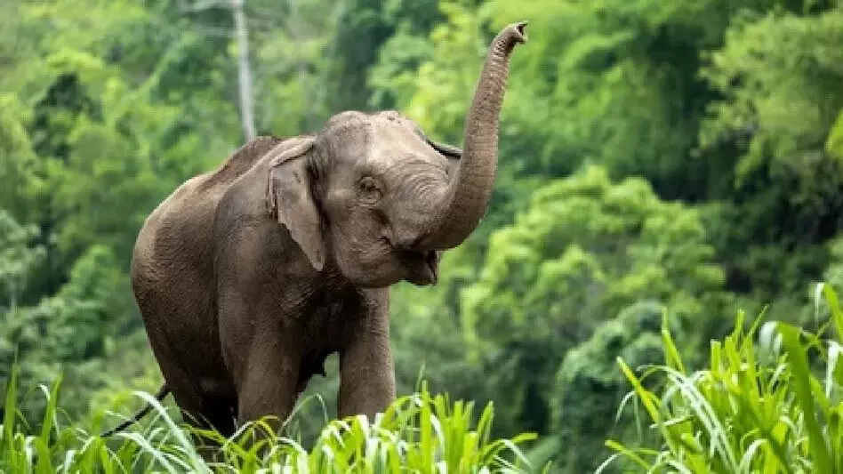 ASSAM NEWS :  असम के जागीरोड में जंगली हाथी के हमले में एक व्यक्ति की मौत
