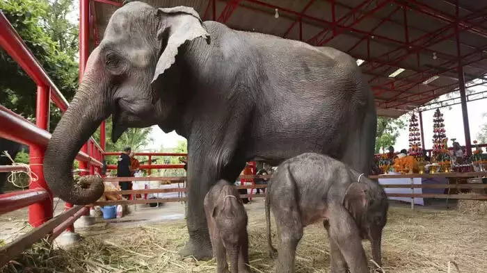 Would: थाईलैंड में हाथी के जुड़वा बच्चों का जन्म, दूसरे बच्चे को देख हथिनी भी डरी