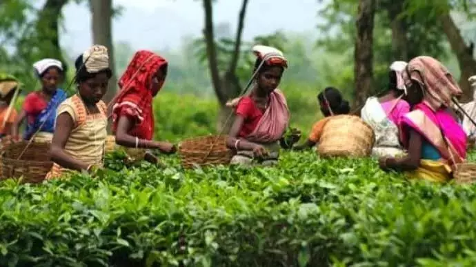 ASSAM NEWS : असम के चाय बागान श्रमिकों को मोबाइल मेडिकल इकाइयों के माध्यम से मुफ्त स्वास्थ्य सेवा मिलेगी