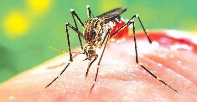 Punjab News: होशियारपुर में 17 घरों से डेंगू का लारवा नष्ट किया