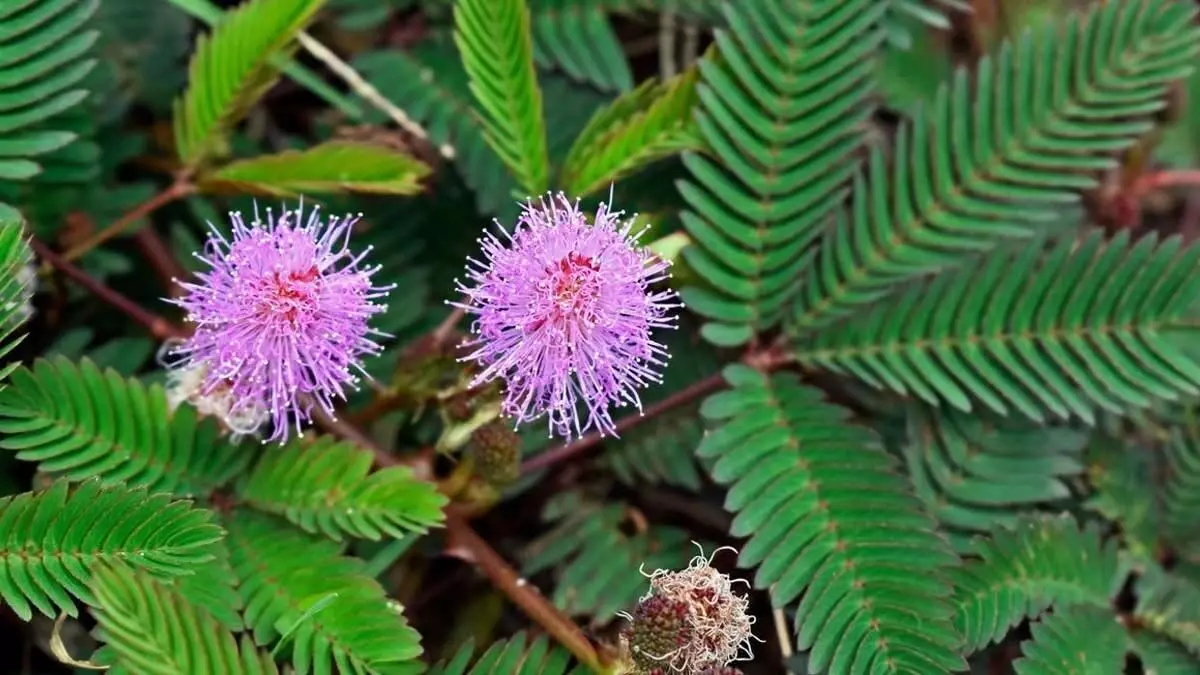 Plant: नटखट और चमत्कारी पौधा, कई रोगों के लिए है रामबाण इलाज