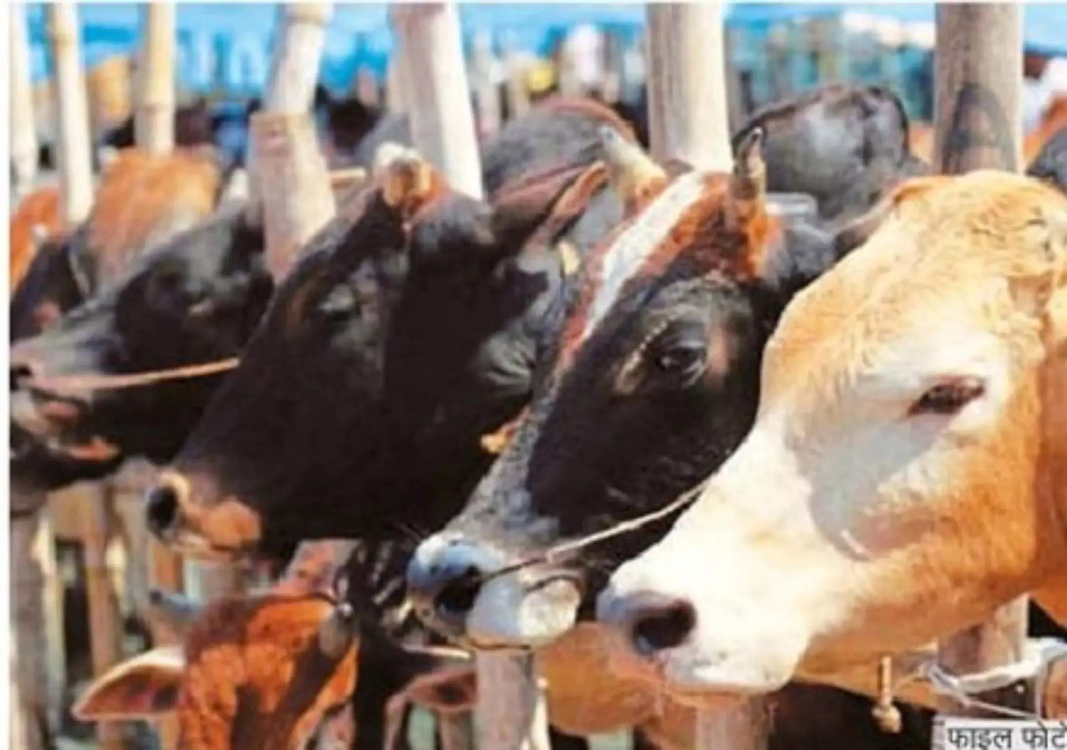 Mandla: फ्रिज में गाय का मांस मिलने से हड़कंप