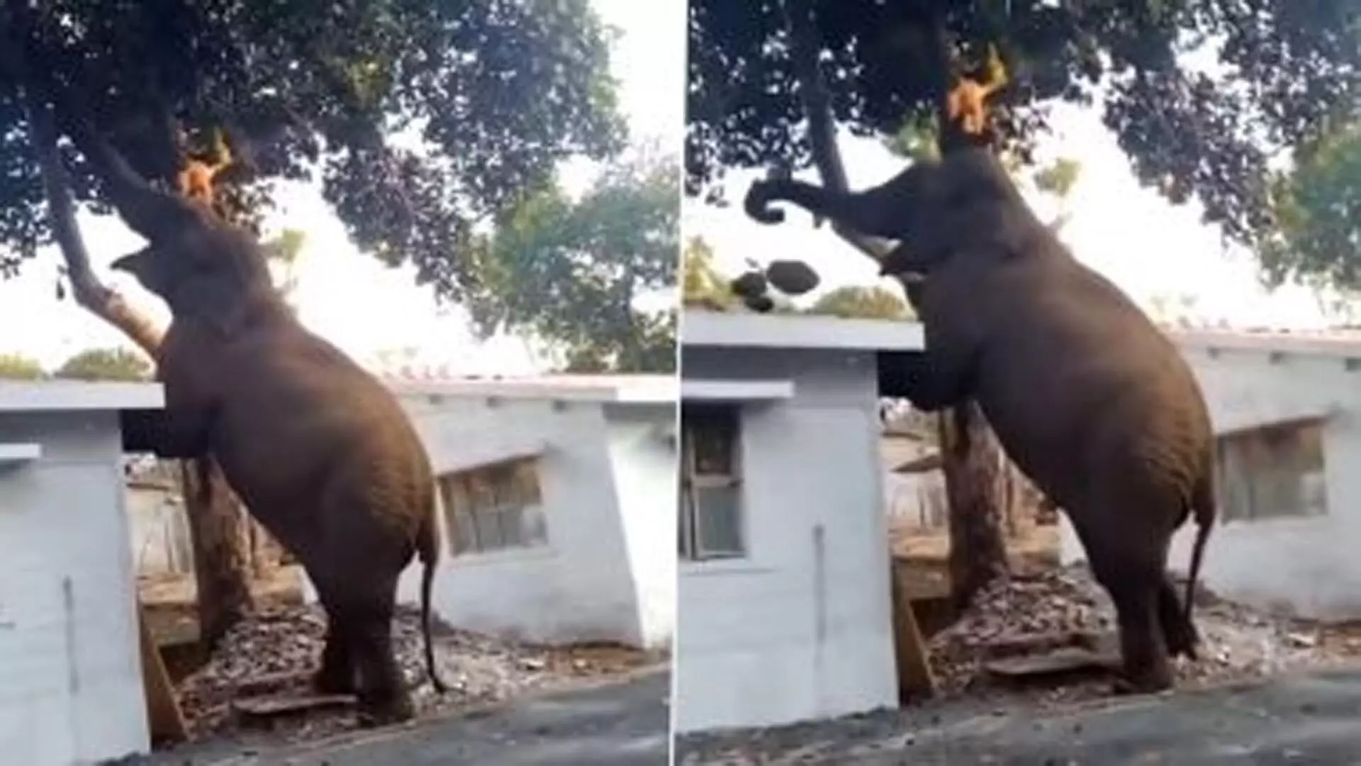Viral Video: पेड़ से कटहल तोड़ने के लिए हाथी ने अपनाई गजब की ट्रिक