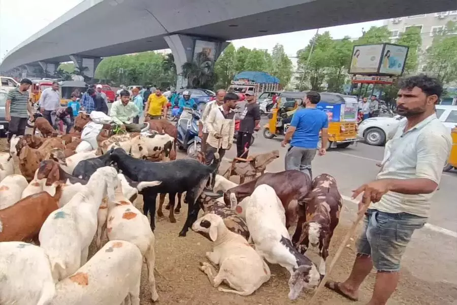 Hyderabad: बकरीद से पहले युवा मवेशी व्यापार में उतरे
