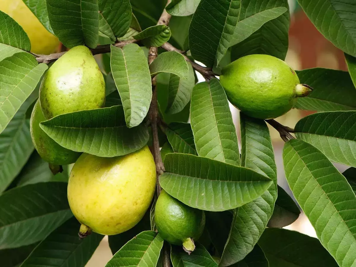Guava Leaves Benefits: इन लोगों को खाली पेट जरूर खाना चाहिए अमरूद के पत्ते, जानें पत्तियां चबाने के फायदे