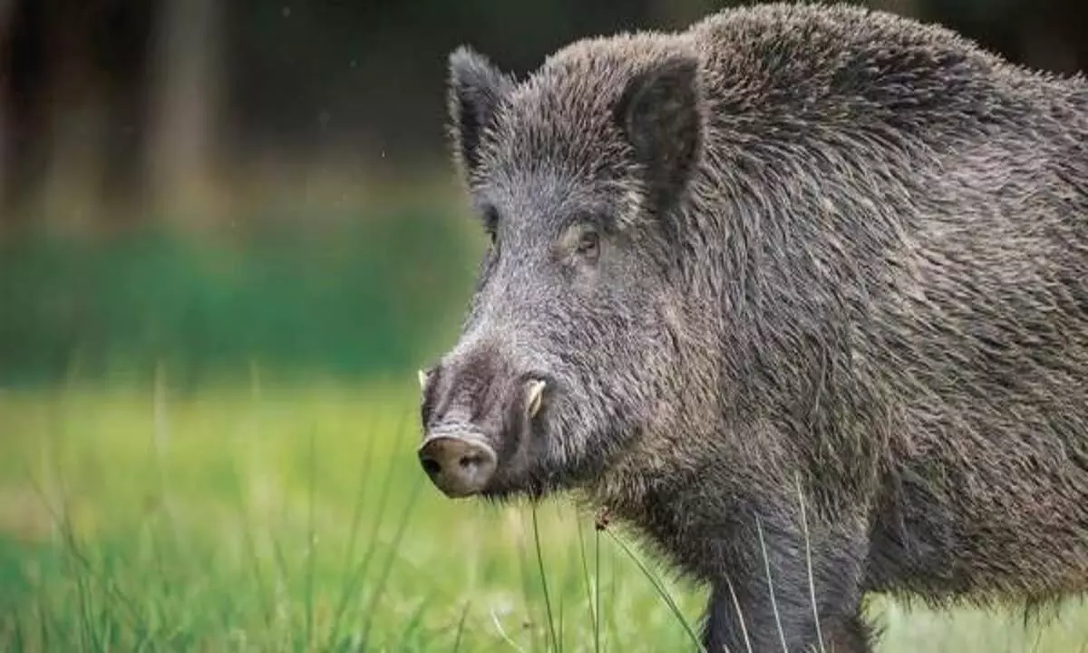 तमिलनाडु में फसलों को बचाने के लिए जंगली सूअरों को मारने की अनुमति दी जा सकती