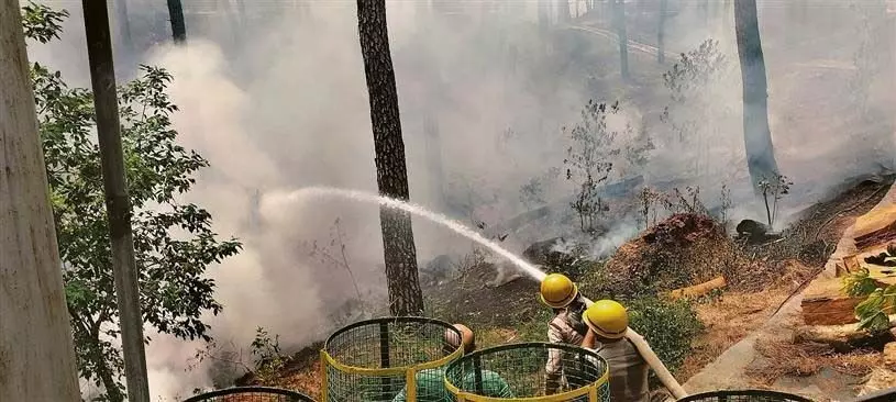 Himachal : धर्मशाला के चीड़ के जंगलों में लगी आग