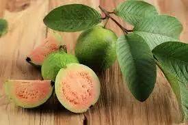 Guava Leaves: जानें अमरूद के पत्ते खाने से शरीर को क्या क्या फायदे हो सकते है