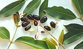 Jamun and amrood leaves: ये 2 फलों की पत्तियां सुबह खाने से कोलेस्ट्रोल और ब्लड प्रेशर रहेगा कंट्रोल