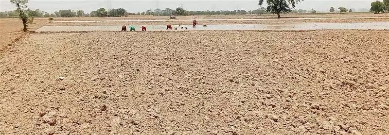 Punjab : फतेहगढ़ साहिब में भीषण गर्मी और मजदूरों की कमी के कारण धान की बुआई में देरी