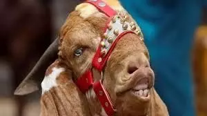 False teeth sold to goats:  नकली दांत लगाकर बकरों को बेचकर उड़वाई खिल्ली