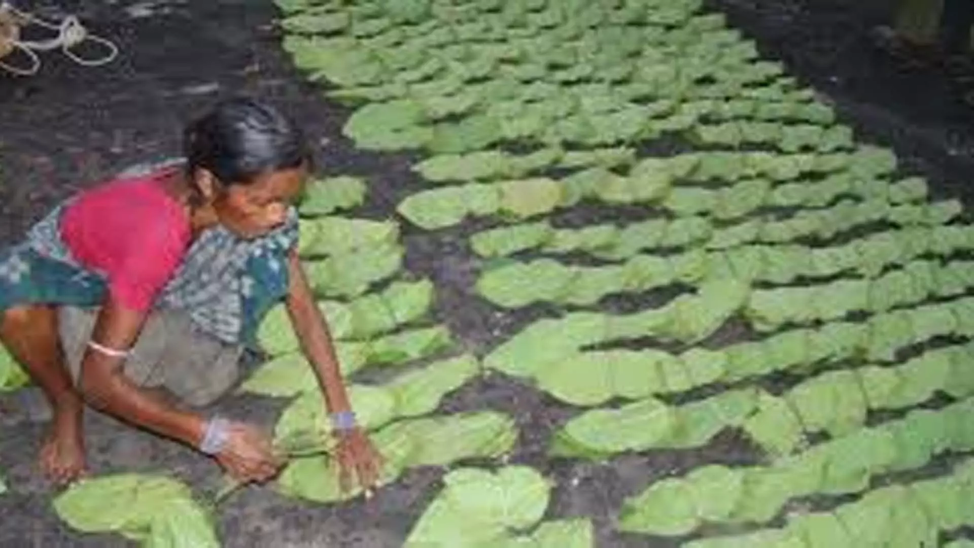 Odisha News: झारसुगुड़ा जिले में केंदू पत्ता व्यवसाय बंद होने के कगार पर