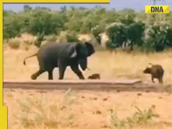 भैंस के बछड़े ने मां की रक्षा के लिए निडरता से हाथी पर हमला