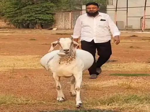 1 लाख का बकरा, Raipur में राईस मिलर ने खरीदा