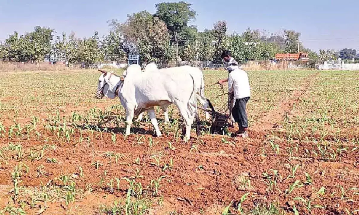 Telangana News: बारिश की कमी से किसान चिंतित