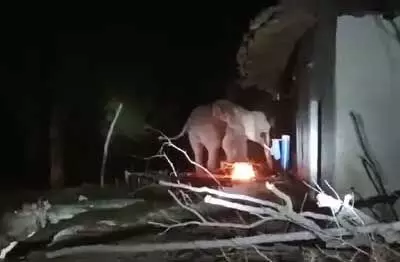 CG NEWS: हाथी ने मकान को किया क्षतिग्रस्त, उत्पात देखकर भागे ग्रामीण