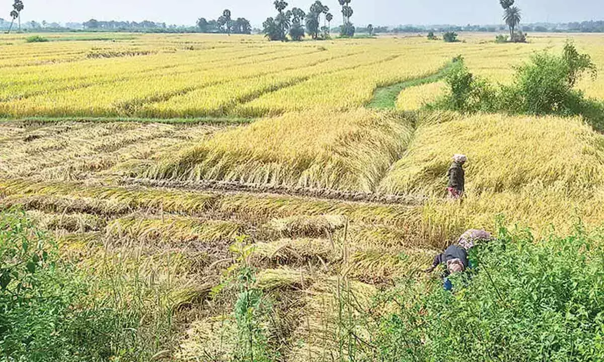 Andhra Pradesh: अचन्ना ने कृषि के विकास की उम्मीद जगाई