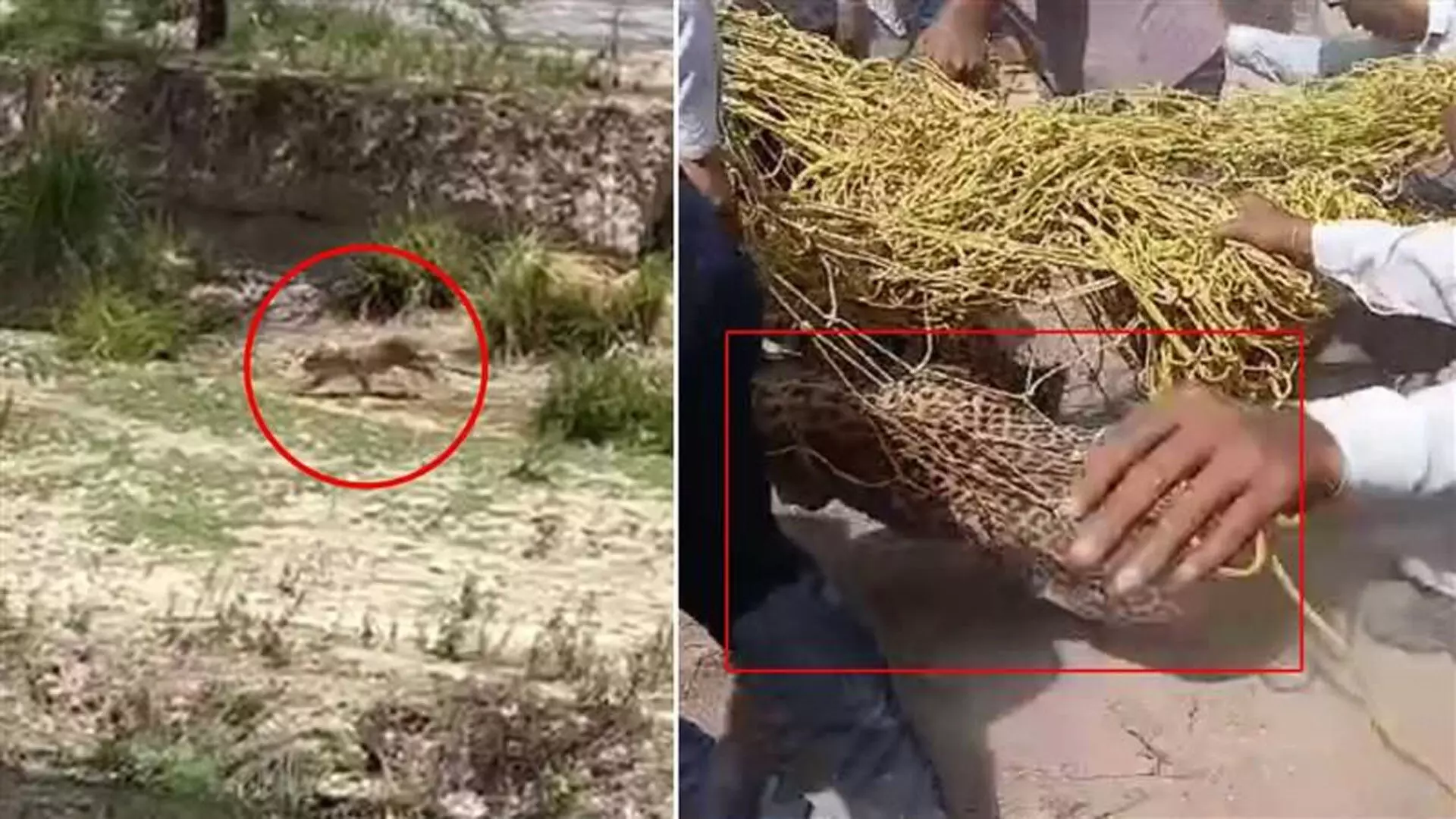 Haryana के पानीपत में वन्यजीव टीम ने तेंदुए को बचाया