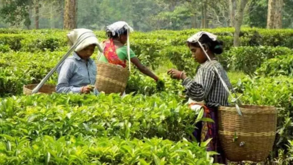ASSAM NEWS :  असम का चाय उद्योग गुणवत्ता मानकों को सुनिश्चित करने के लिए मोबाइल अवशेष परीक्षण प्रयोगशाला शुरू