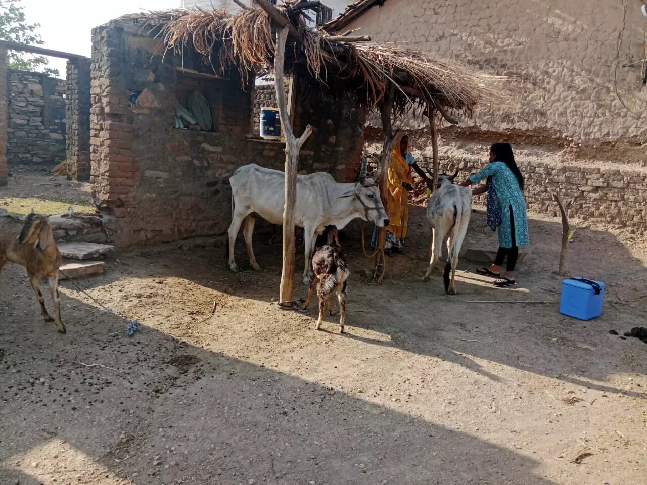 Dungarpur : टीकाकरण अभियान लम्पी स्किन डिजीज नियंत्रण कार्यक्रम गौ वंश के पशुओं का हुआ टीकाकरण