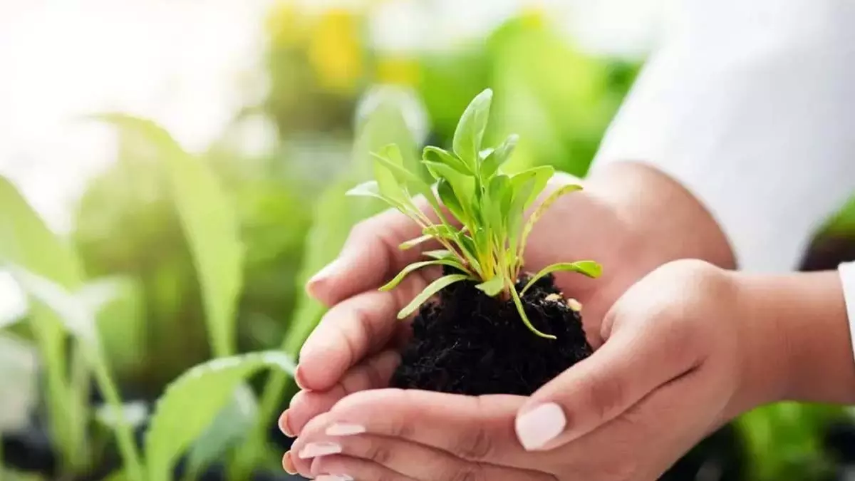natural tricks: पौधों को हरा-भरा रखने के लिए जानें नैचुरल  ट्रिक्स