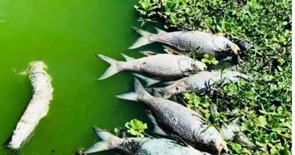 Mansarovar lake में मछलियों की मौत, PFA ने कलेक्टर से की दोषियों के खिलाफ कार्यवाही की मांग