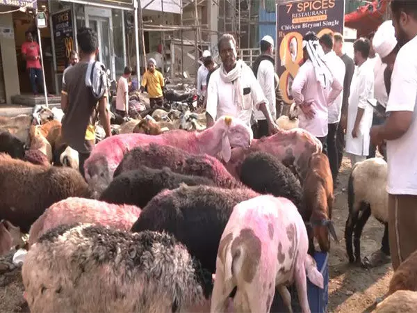 Eid-ul-Adha से पहले हैदराबाद का बाजार बकरियों और भेड़ों से गुलजार