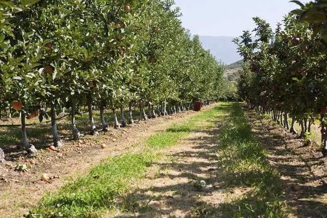 Himachal : हिमाचल प्रदेश सेब की पैदावार बढ़ाने के लिए विश्व बैंक की एक और परियोजना पर कर रहा है विचार