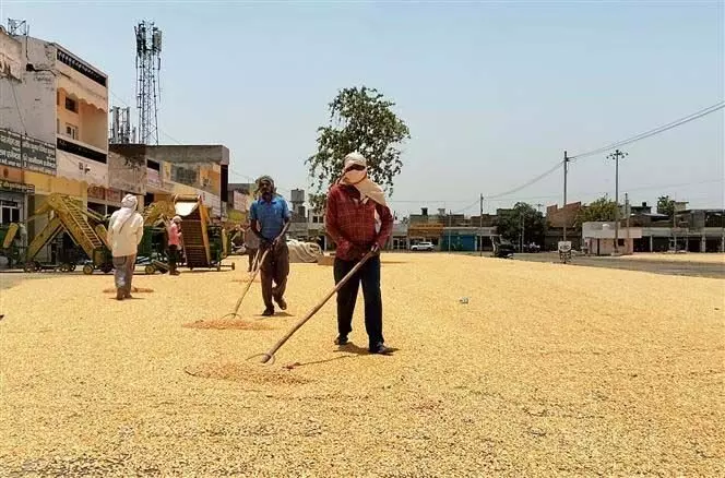 Haryana : मक्के की बेहतर कीमतों ने अंबाला के किसानों को राहत दी