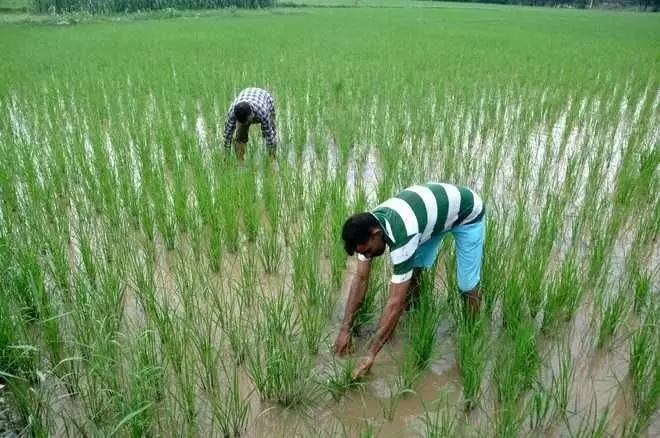 Haryana : किसानों के संगठन ने कहा, सार्वजनिक क्षेत्र की कंपनी से संपर्क करें