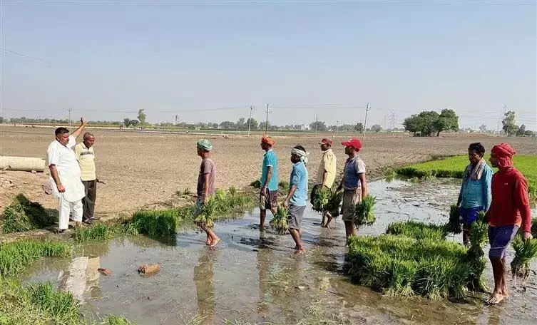 Punjab : प्रवासी मजदूरों को डर है कि अगर किसान सीधे धान की बुआई करने लगे तो उनकी आय खत्म हो जाएगी