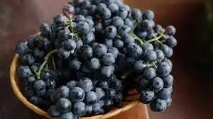 Black Grapes Benefits: काले अंगूर खाने से होते हैं स्वास्थ्य में लाभ जानिए