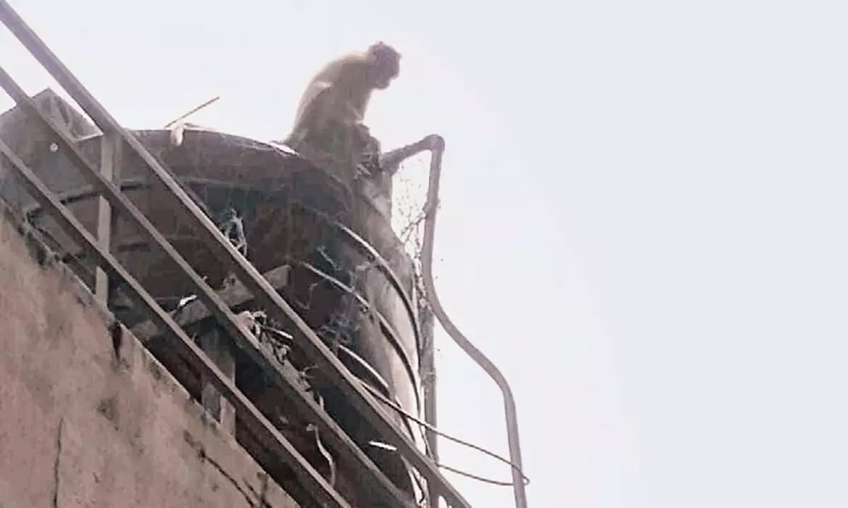 Kerala News: केरल में बंदरों के आतंक से सस्थामकोट्टा निवासियों का जीवन अस्त-व्यस्त