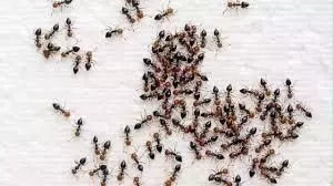 Remedies For Ants: घर से भगाना है चीटियों को तो ये घरेलू नुस्खे आजमाए