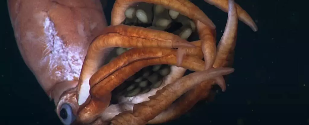 Science: एक आकर्षक वीडियो में गहरे समुद्र में रहने वाले एक रहस्यमयी स्क्विड को अपने अंडे पकड़ते हुए दिखाया गया है