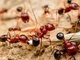 Red Ants: जानिए क्या करने से घर पर कभी नहीं आएगी लाल चीटिया