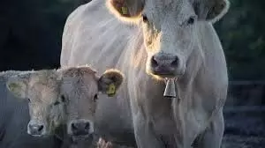 Report filed at police station: दो गाय और एक बछड़े को दिया जहर थाने में  रिपोर्ट दर्ज